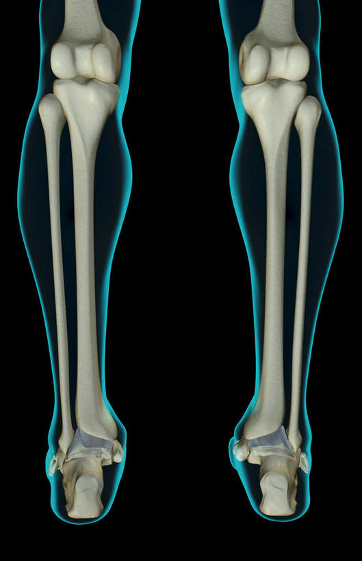 动脉,静脉,骨骼,关节,无人,竖图,插画,x光片,室内,特写,白天,正面,数码,科技,静物,阴影,黑色背景,辐射,科学,网络,医学,骨头,高光,几何,计算机图形,合成,图画,画,模型,人体,电脑合成图,数码合成图,骨架,医疗,生物学,科学技术,x射线,腿骨,x光,漫画,生理学,写实,具体,具象,腓骨,胫骨,骨关节,彩图,电磁波,电磁辐射