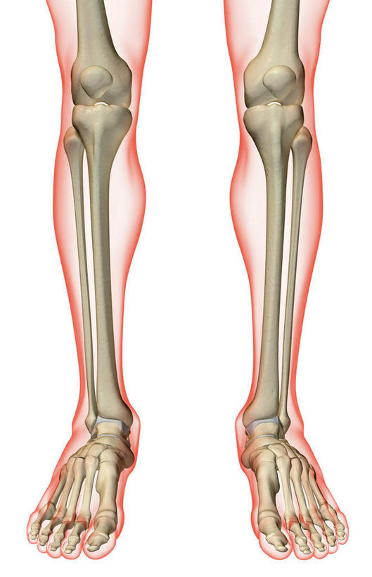动脉,静脉,骨骼,关节,无人,竖图,插画,x光片,室内,特写,白天,白色背景,正面,数码,科技,静物,阴影,辐射,科学,网络,医学,骨头,高光,几何,计算机图形,合成,图画,画,模型,人体,电脑合成图,数码合成图,骨架,医疗,生物学,科学技术,x射线,腿骨,x光,漫画,生理学,写实,具体,具象,骨关节,足骨,彩图,电磁波,电磁辐射