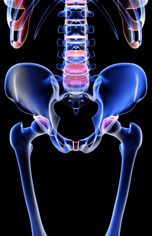 动脉,静脉,骨骼,肋骨,无人,竖图,插画,x光片,室内,特写,白天,正面,数码,科技,静物,阴影,黑色背景,辐射,科学,网络,医学,骨头,高光,几何,计算机图形,合成,图画,画,模型,人体,电脑合成图,数码合成图,骨架,医疗,生物学,科学技术,x射线,x光,漫画,生理学,写实,具体,具象,股骨,耻骨,坐骨,彩图,电磁波,电磁辐射