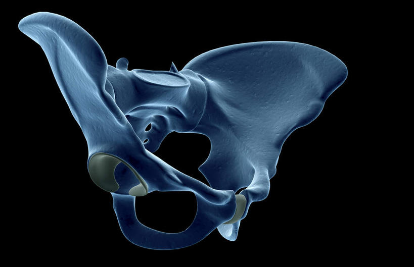 动脉,静脉,骨骼,无人,横图,插画,x光片,室内,特写,白天,正面,数码,科技,静物,阴影,黑色背景,辐射,科学,网络,医学,骨头,高光,几何,计算机图形,合成,图画,画,模型,人体,电脑合成图,数码合成图,骨架,医疗,生物学,科学技术,x射线,x光,漫画,生理学,写实,具体,具象,髋骨,坐骨,彩图,电磁波,电磁辐射