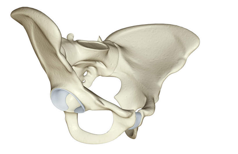 动脉,静脉,骨骼,无人,横图,插画,x光片,室内,特写,白天,白色背景,正面,数码,科技,静物,阴影,辐射,科学,网络,医学,骨头,高光,几何,计算机图形,合成,图画,画,模型,人体,电脑合成图,数码合成图,骨架,医疗,生物学,科学技术,x射线,x光,漫画,生理学,写实,具体,具象,髋骨,坐骨,彩图,电磁波,电磁辐射