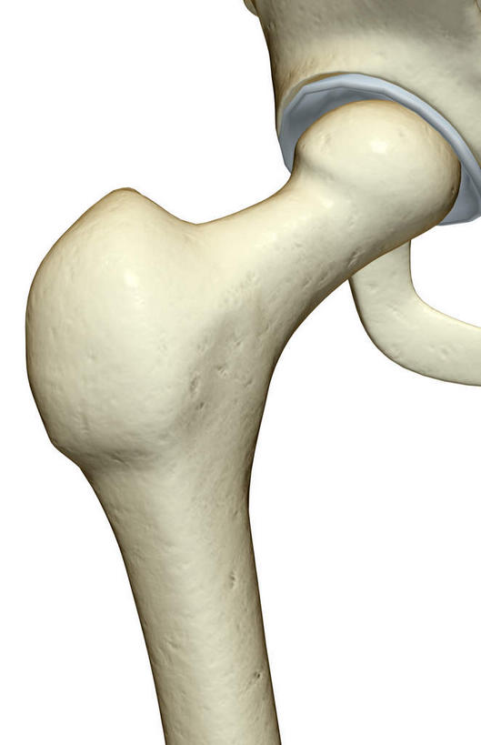 动脉,静脉,骨骼,无人,竖图,插画,x光片,室内,特写,白天,白色背景,正面,数码,科技,静物,阴影,辐射,科学,网络,医学,骨头,高光,几何,计算机图形,合成,图画,画,模型,人体,电脑合成图,数码合成图,骨架,医疗,生物学,科学技术,x射线,x光,漫画,生理学,写实,具体,具象,股骨,坐骨,彩图,电磁波,电磁辐射