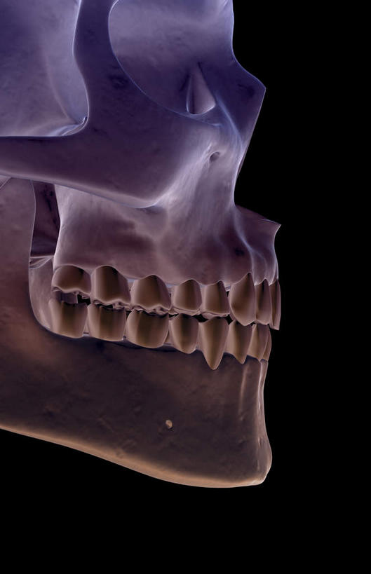 颅骨,动脉,静脉,骨骼,无人,竖图,插画,x光片,室内,特写,白天,正面,数码,科技,静物,阴影,黑色背景,辐射,科学,网络,医学,头骨,骨头,高光,几何,计算机图形,合成,图画,画,模型,人体,电脑合成图,数码合成图,骨架,医疗,生物学,科学技术,x射线,x光,漫画,生理学,写实,具体,具象,颚骨,面颊骨,面颅骨,下颌骨,头盖骨,彩图,电磁波,电磁辐射