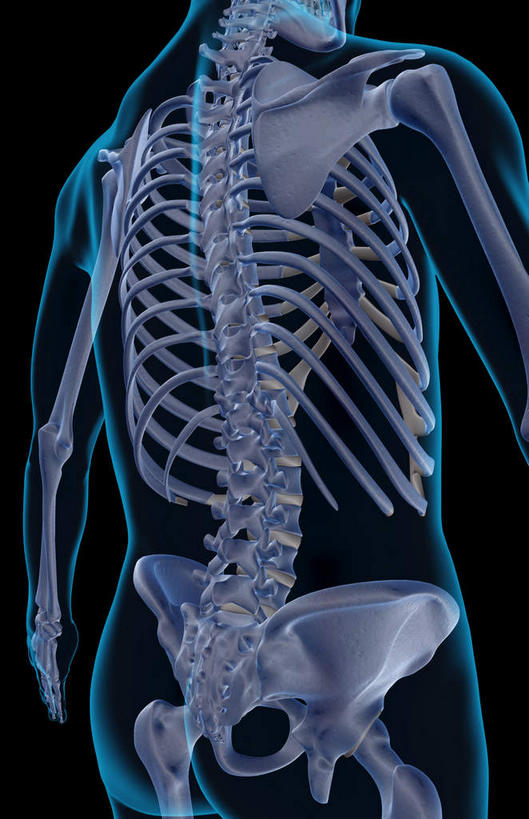 动脉,静脉,骨骼,肋骨,脊椎,无人,竖图,插画,x光片,室内,特写,白天,正面,数码,科技,静物,阴影,黑色背景,辐射,科学,网络,医学,线条,骨头,高光,几何,计算机图形,合成,图画,画,模型,人体,轮廓,电脑合成图,数码合成图,骨架,医疗,生物学,科学技术,x射线,x光,漫画,生理学,写实,具体,具象,髋骨,尾骨,椎骨,耻骨,脊椎骨,坐骨,脊柱,半身,彩图,电磁波,电磁辐射