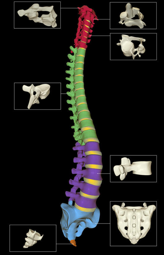 动脉,静脉,骨骼,脊椎,无人,竖图,插画,x光片,室内,特写,白天,正面,数码,科技,静物,一条,阴影,黑色背景,辐射,科学,网络,医学,骨头,高光,几何,计算机图形,合成,图画,画,模型,人体,电脑合成图,数码合成图,骨架,医疗,生物学,科学技术,x射线,x光,漫画,生理学,写实,具体,具象,颈椎,髋骨,尾骨,椎骨,脊椎骨,腰椎,坐骨,脊柱,彩图,电磁波,电磁辐射