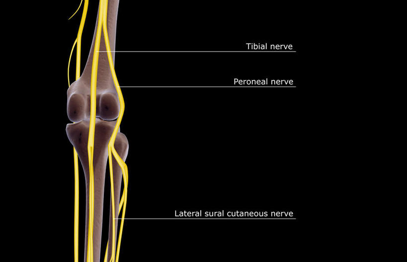 神经,动脉,静脉,骨骼,无人,横图,插画,x光片,室内,特写,白天,正面,数码,科技,静物,阴影,黑色背景,辐射,科学,网络,医学,英文,标志,文字,字符,字母,骨头,高光,几何,计算机图形,合成,图画,标识,画,模型,解说,人体,说明,英文字母,电脑合成图,数码合成图,骨架,医疗,生物学,科学技术,x射线,x光,漫画,生理学,写实,具体,具象,腓骨,股骨,阐明,申明,注解,注明,胫神经,彩图,神经系统,电磁波,电磁辐射