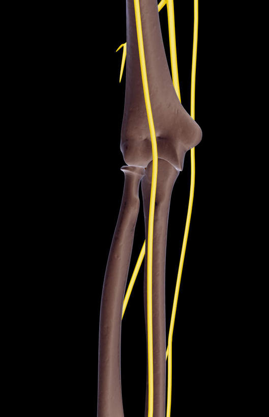 神经,动脉,静脉,骨骼,无人,竖图,插画,x光片,室内,特写,白天,正面,数码,科技,静物,阴影,黑色背景,辐射,科学,网络,医学,骨头,高光,几何,计算机图形,合成,图画,画,模型,人体,电脑合成图,数码合成图,骨架,医疗,生物学,科学技术,x射线,腿骨,x光,漫画,生理学,写实,具体,具象,腓骨,股骨,胫神经,彩图,神经系统,电磁波,电磁辐射