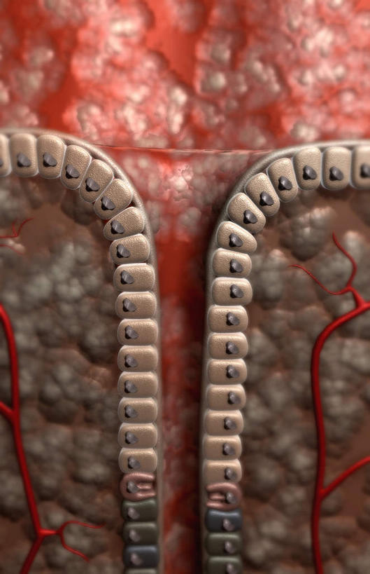 内脏,动脉,静脉,无人,竖图,插画,室内,白天,正面,数码,科技,静物,阴影,网络,医学,高光,几何,计算机图形,合成,图画,画,模型,人体,电脑合成图,数码合成图,生物学,人体器官,器官,漫画,生理学,写实,具体,具象,壁细胞,黏膜,胃壁,胃腺,胃小凹,彩图