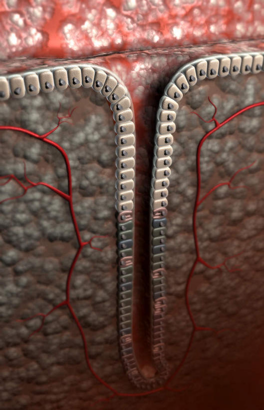 内脏,动脉,静脉,无人,竖图,插画,室内,白天,正面,数码,科技,静物,阴影,网络,医学,高光,几何,计算机图形,合成,图画,画,模型,人体,电脑合成图,数码合成图,生物学,人体器官,器官,漫画,生理学,写实,具体,具象,壁细胞,黏膜,胃壁,胃腺,胃小凹,彩图