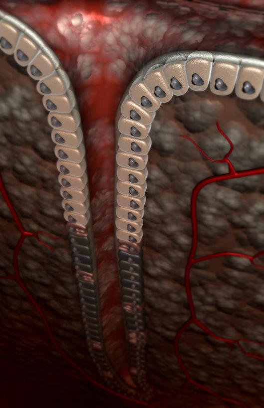 内脏,动脉,静脉,无人,竖图,插画,室内,白天,正面,数码,科技,静物,阴影,网络,医学,高光,几何,计算机图形,合成,图画,画,模型,人体,电脑合成图,数码合成图,生物学,人体器官,器官,漫画,生理学,写实,具体,具象,壁细胞,黏膜,胃壁,胃腺,胃小凹,彩图