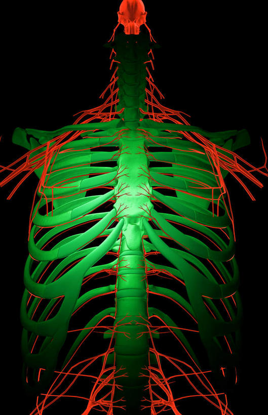 动脉,静脉,骨骼,脊椎,无人,竖图,插画,x光片,室内,特写,白天,正面,数码,科技,静物,阴影,黑色背景,辐射,科学,网络,医学,骨头,高光,几何,计算机图形,合成,图画,画,模型,人体,电脑合成图,数码合成图,骨架,医疗,生物学,科学技术,x射线,x光,漫画,生理学,写实,具体,具象,椎骨,尺神经,脊椎骨,肋间神经,桡神经,胸神经,腋神经,脊柱,彩图,电磁波,电磁辐射