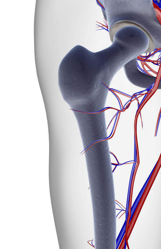 动脉,静脉,骨骼,无人,竖图,插画,x光片,室内,特写,白天,白色背景,正面,数码,科技,静物,阴影,辐射,科学,网络,医学,线条,骨头,高光,几何,计算机图形,合成,图画,画,模型,人体,轮廓,电脑合成图,数码合成图,骨架,医疗,生物学,科学技术,x射线,x光,漫画,生理学,写实,具体,具象,股骨,髋骨,股动脉,股静脉,髂动脉,髂静脉,髂内动脉,髂内静脉,髂外动脉,髂外静脉,半身,彩图,电磁波,电磁辐射