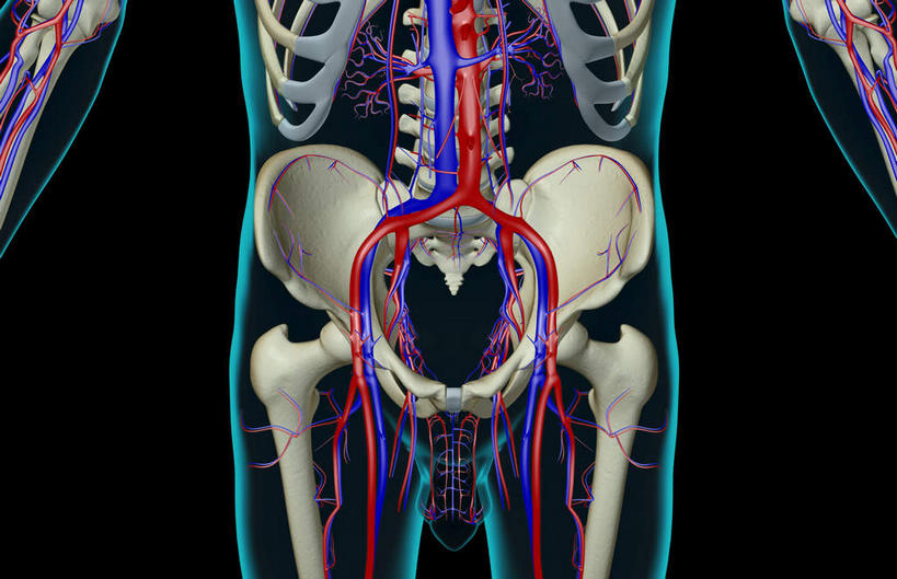 动脉,静脉,骨骼,肋骨,脊椎,无人,横图,插画,x光片,室内,特写,白天,正面,数码,科技,静物,阴影,黑色背景,辐射,科学,网络,医学,线条,骨头,高光,几何,计算机图形,合成,图画,画,模型,人体,轮廓,电脑合成图,数码合成图,骨架,医疗,生物学,科学技术,x射线,x光,漫画,生理学,写实,具体,具象,股骨,髋骨,尾骨,椎骨,耻骨,股动脉,股静脉,脊椎骨,髂动脉,髂静脉,髂内动脉,髂内静脉,髂外动脉,髂外静脉,坐骨,脊柱,彩图,电磁波,电磁辐射