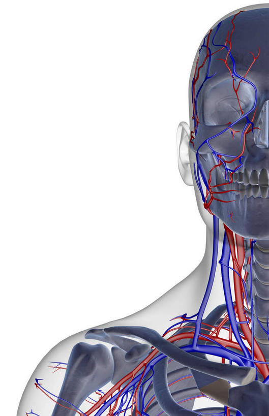 颅骨,肩胛骨,动脉,静脉,骨骼,脊椎,无人,竖图,插画,x光片,室内,特写,白天,白色背景,正面,数码,科技,静物,阴影,辐射,科学,网络,医学,头骨,线条,骨头,高光,几何,计算机图形,合成,图画,画,模型,人体,轮廓,电脑合成图,数码合成图,骨架,医疗,生物学,科学技术,x射线,x光,漫画,生理学,写实,具体,具象,颈椎,椎骨,脊椎骨,颈动脉,颈静脉,椎动脉,脊柱,头盖骨,半身,彩图,电磁波,电磁辐射