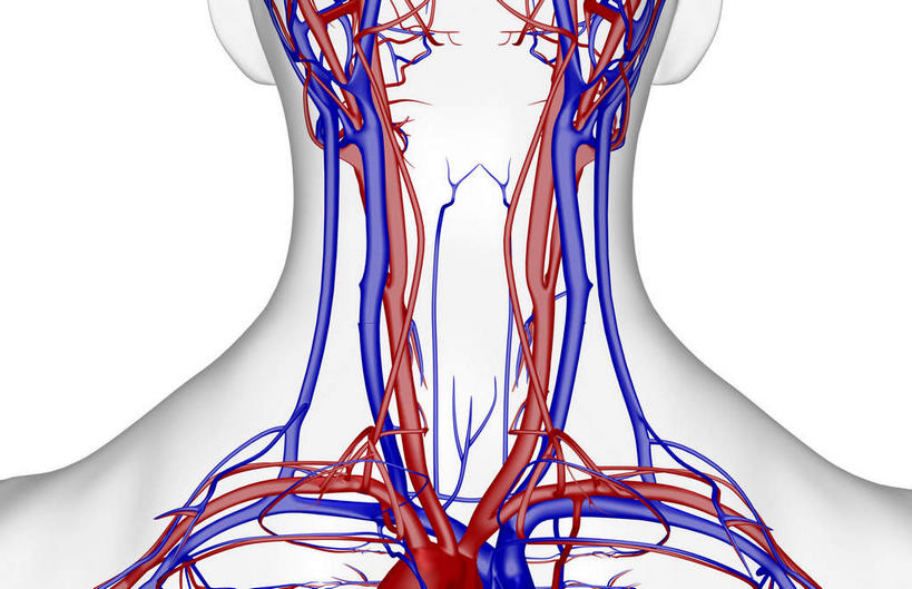 动脉,静脉,骨骼,无人,横图,插画,x光片,室内,特写,白天,白色背景,正面,数码,科技,静物,阴影,辐射,科学,网络,医学,线条,骨头,高光,几何,计算机图形,合成,图画,画,模型,人体,轮廓,电脑合成图,数码合成图,骨架,医疗,生物学,科学技术,x射线,x光,漫画,生理学,写实,具体,具象,颈动脉,颈静脉,椎动脉,半身,彩图,电磁波,电磁辐射