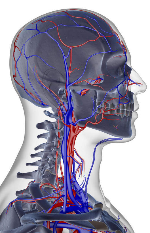 颅骨,锁骨,动脉,静脉,骨骼,脊椎,无人,竖图,插画,x光片,室内,特写,白天,白色背景,正面,数码,科技,静物,阴影,辐射,科学,网络,医学,头骨,线条,骨头,高光,几何,计算机图形,合成,图画,画,模型,人体,轮廓,电脑合成图,数码合成图,骨架,医疗,生物学,科学技术,x射线,x光,漫画,生理学,写实,具体,具象,颈椎,椎骨,脊椎骨,颈动脉,颈静脉,椎动脉,脊柱,头盖骨,半身,彩图,电磁波,电磁辐射