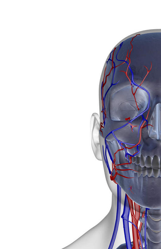 颅骨,动脉,静脉,骨骼,脊椎,无人,竖图,插画,x光片,室内,特写,白天,白色背景,正面,数码,科技,静物,阴影,辐射,科学,网络,医学,头骨,线条,骨头,高光,几何,计算机图形,合成,图画,画,模型,人体,轮廓,电脑合成图,数码合成图,骨架,医疗,生物学,科学技术,x射线,x光,漫画,生理学,写实,具体,具象,颌骨,椎骨,脊椎骨,颈动脉,颈静脉,椎动脉,脊柱,头盖骨,彩图,电磁波,电磁辐射