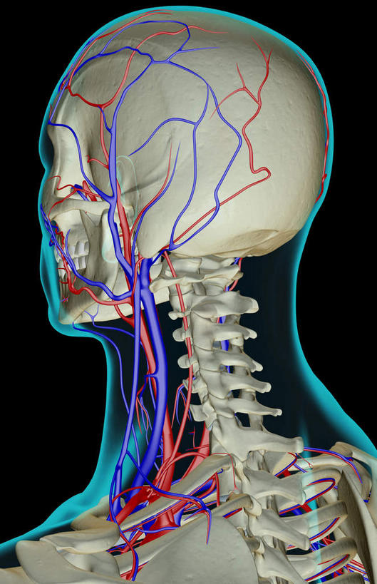颅骨,动脉,静脉,骨骼,无人,竖图,插画,x光片,室内,特写,白天,正面,数码,科技,静物,阴影,黑色背景,辐射,科学,网络,医学,头骨,线条,骨头,高光,几何,计算机图形,合成,图画,画,模型,人体,轮廓,电脑合成图,数码合成图,骨架,医疗,生物学,科学技术,x射线,x光,漫画,生理学,写实,具体,具象,颈动脉,颈静脉,面静脉,椎动脉,头盖骨,半身,彩图,电磁波,电磁辐射