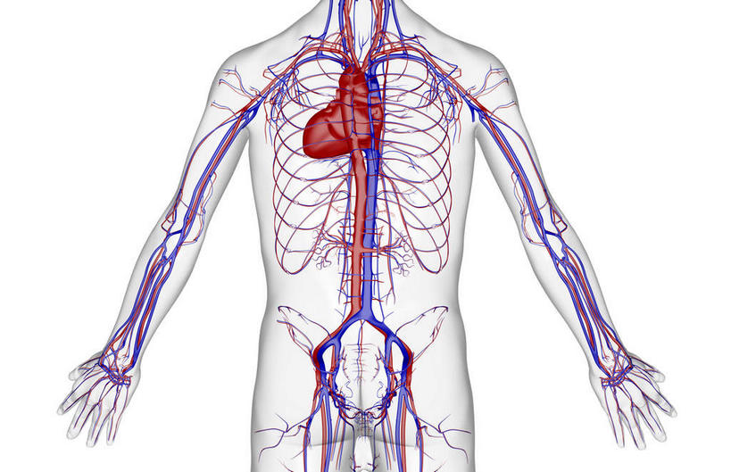 内脏,心脏,动脉,静脉,无人,横图,插画,x光片,室内,特写,白天,白色背景,正面,数码,科技,静物,阴影,辐射,科学,网络,医学,线条,骨头,高光,几何,计算机图形,合成,图画,画,模型,人体,轮廓,电脑合成图,数码合成图,医疗,生物学,科学技术,x射线,器官,x光,漫画,心血管,心房,心室,生理学,写实,具体,具象,肋间动脉,肋间静脉,心,半身,彩图,电磁波,电磁辐射
