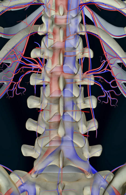 动脉,静脉,骨骼,肋骨,脊椎,无人,竖图,插画,x光片,室内,特写,白天,正面,数码,科技,静物,阴影,黑色背景,辐射,科学,网络,医学,骨头,高光,几何,计算机图形,合成,图画,画,模型,人体,电脑合成图,数码合成图,骨架,医疗,生物学,科学技术,x射线,x光,漫画,生理学,写实,具体,具象,椎骨,腹主动脉,脊椎骨,髂动脉,髂静脉,肾静脉,脊柱,彩图,电磁波,电磁辐射