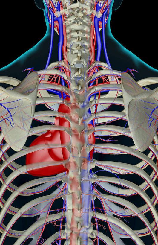 锁骨,肩胛骨,内脏,心脏,动脉,静脉,骨骼,肋骨,血管,无人,竖图,插画,x光片,室内,特写,白天,正面,数码,科技,静物,阴影,黑色背景,辐射,科学,网络,医学,线条,骨头,高光,几何,计算机图形,合成,图画,画,一个,模型,人体,单个,轮廓,电脑合成图,数码合成图,骨架,医疗,生物学,科学技术,x射线,器官,x光,漫画,心血管,心房,心室,生理学,写实,具体,具象,颈动脉,血脉,心,半身,彩图,电磁波,电磁辐射