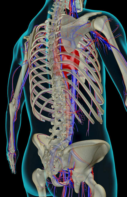 内脏,心脏,动脉,静脉,骨骼,肋骨,血管,无人,竖图,插画,x光片,室内,特写,白天,正面,数码,科技,静物,阴影,黑色背景,辐射,科学,网络,医学,线条,骨头,高光,几何,计算机图形,合成,图画,画,一个,模型,人体,单个,轮廓,电脑合成图,数码合成图,骨架,医疗,生物学,科学技术,x射线,器官,腿骨,盆骨,x光,漫画,心血管,心房,心室,生理学,写实,具体,具象,肱骨,桡骨,心,半身,彩图,电磁波,电磁辐射