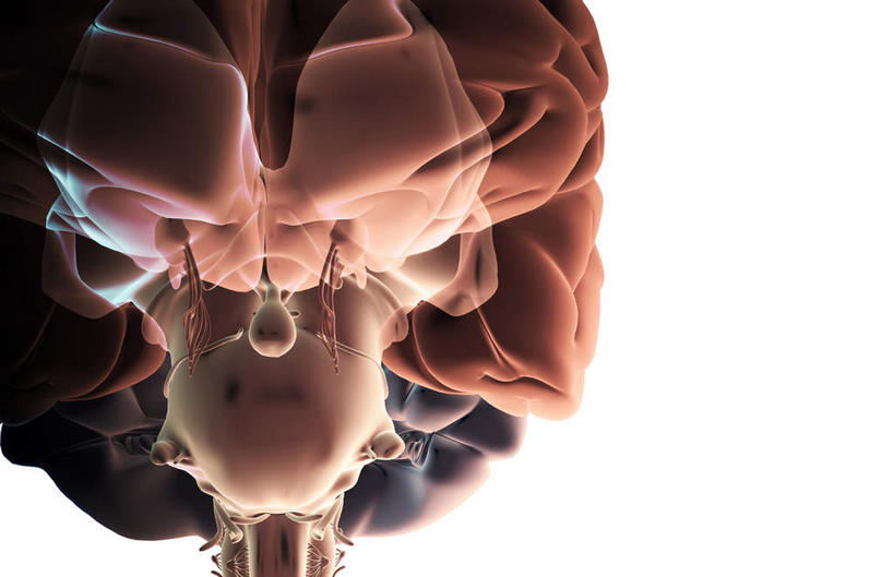 动脉,静脉,无人,横图,插画,室内,白天,白色背景,正面,数码,科技,静物,阴影,网络,医学,高光,几何,计算机图形,合成,图画,画,模型,人体,电脑合成图,数码合成图,生物学,人体器官,器官,漫画,脑干,生理学,写实,具体,具象,间脑,脑下垂体,滑车神经,三叉神经,视交叉,视神经,外展神经,延髓,彩图