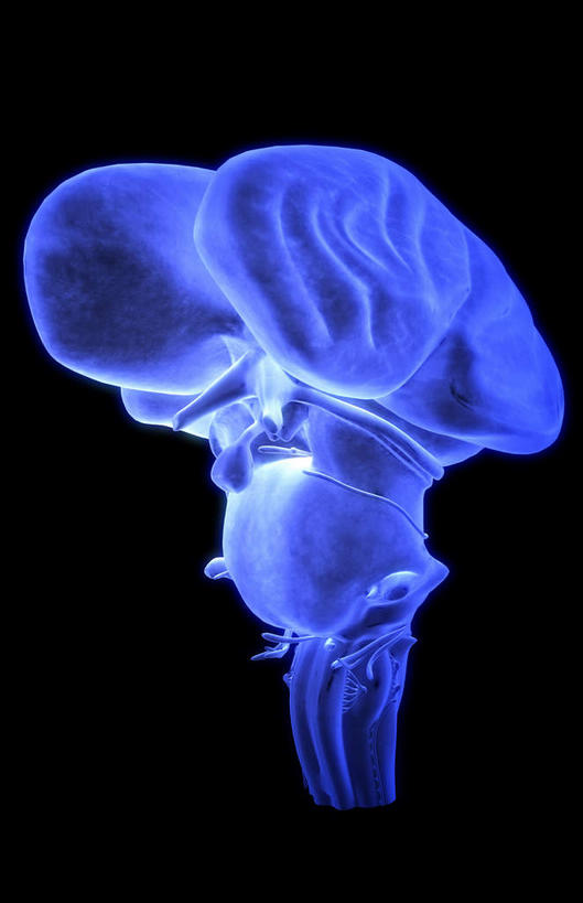 动脉,静脉,无人,竖图,插画,室内,白天,正面,数码,科技,静物,阴影,黑色背景,网络,医学,高光,几何,计算机图形,合成,图画,画,模型,人体,电脑合成图,数码合成图,生物学,人体器官,器官,漫画,脑干,生理学,写实,具体,具象,间脑,脑下垂体,滑车神经,三叉神经,视交叉,视神经,外展神经,延髓,彩图