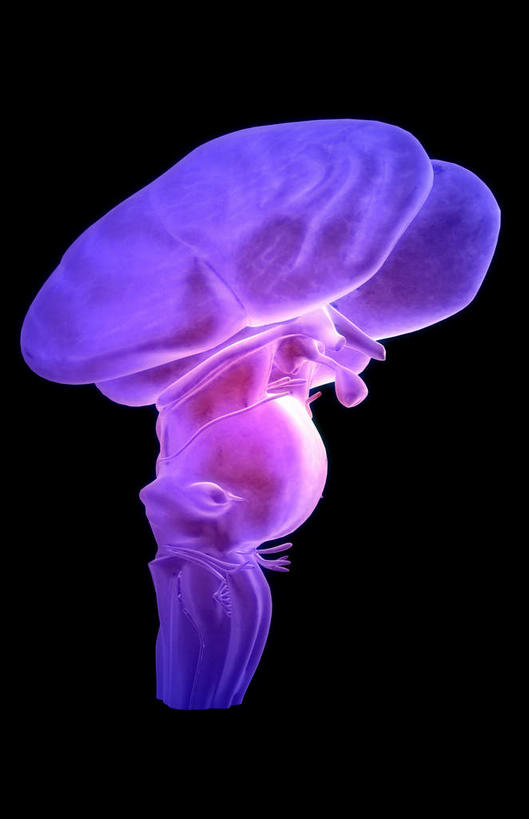 动脉,静脉,无人,竖图,插画,室内,白天,正面,数码,科技,静物,阴影,黑色背景,网络,医学,高光,几何,计算机图形,合成,图画,画,模型,人体,电脑合成图,数码合成图,生物学,人体器官,器官,漫画,脑干,生理学,写实,具体,具象,间脑,脑下垂体,滑车神经,三叉神经,视交叉,视神经,外展神经,延髓,彩图