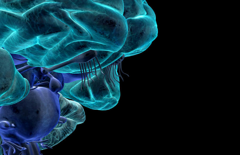 动脉,静脉,无人,横图,插画,室内,白天,正面,数码,科技,静物,阴影,黑色背景,网络,医学,高光,几何,计算机图形,合成,图画,画,模型,人体,电脑合成图,数码合成图,生物学,人体器官,器官,漫画,脑干,生理学,写实,具体,具象,间脑,脑下垂体,滑车神经,三叉神经,视交叉,视神经,外展神经,延髓,彩图