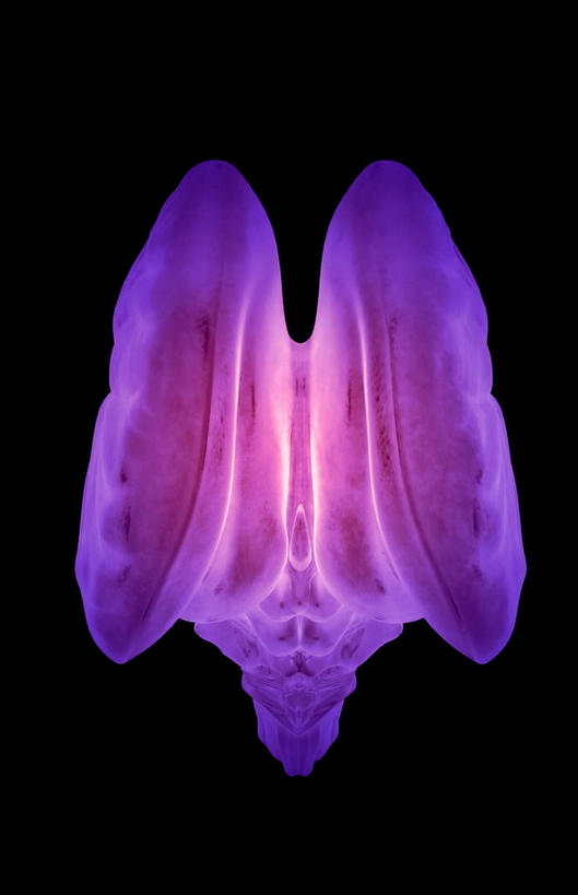 动脉,静脉,无人,竖图,插画,室内,白天,正面,数码,科技,静物,阴影,黑色背景,网络,医学,高光,几何,计算机图形,合成,图画,画,模型,人体,电脑合成图,数码合成图,生物学,人体器官,器官,漫画,脑干,生理学,写实,具体,具象,间脑,丘脑,滑车神经,三叉神经,彩图