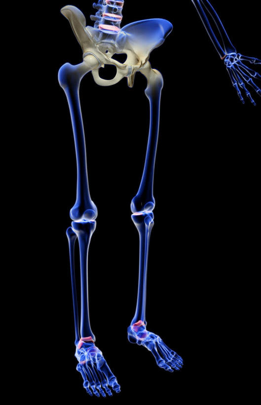 动脉,静脉,骨骼,骨盆,无人,竖图,插画,x光片,室内,特写,白天,正面,数码,科技,静物,阴影,黑色背景,辐射,科学,网络,医学,骨头,高光,几何,计算机图形,合成,图画,画,模型,人体,电脑合成图,数码合成图,骨架,医疗,生物学,科学技术,x射线,手骨,盆骨,x光,漫画,生理学,写实,具体,具象,腓骨,股骨,足骨,彩图,电磁波,电磁辐射