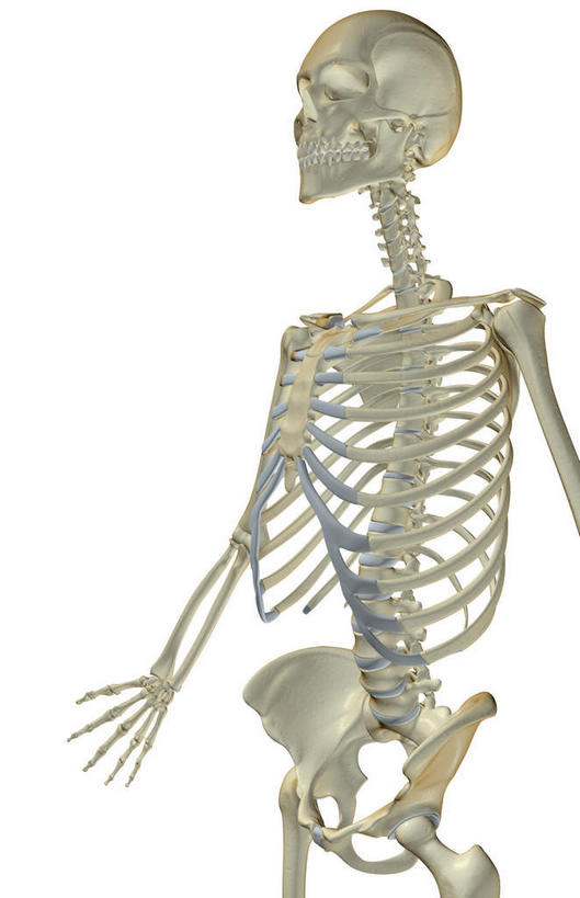 颅骨,动脉,静脉,骨骼,肋骨,脊椎,骨盆,无人,竖图,插画,x光片,室内,特写,白天,白色背景,正面,数码,科技,静物,阴影,辐射,科学,网络,医学,头骨,骨头,高光,几何,计算机图形,合成,图画,画,模型,人体,电脑合成图,数码合成图,骨架,医疗,生物学,科学技术,x射线,手骨,盆骨,x光,漫画,生理学,写实,具体,具象,肱骨,股骨,桡骨,椎骨,脊椎骨,坐骨,脊柱,头盖骨,彩图,电磁波,电磁辐射