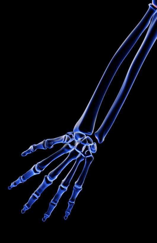 动脉,静脉,骨骼,无人,竖图,插画,x光片,室内,特写,白天,正面,数码,科技,静物,阴影,黑色背景,辐射,科学,网络,医学,骨头,高光,几何,计算机图形,合成,图画,画,模型,人体,电脑合成图,数码合成图,骨架,医疗,生物学,科学技术,x射线,x光,漫画,生理学,写实,具体,具象,桡骨,指骨,手舟骨,彩图,电磁波,电磁辐射