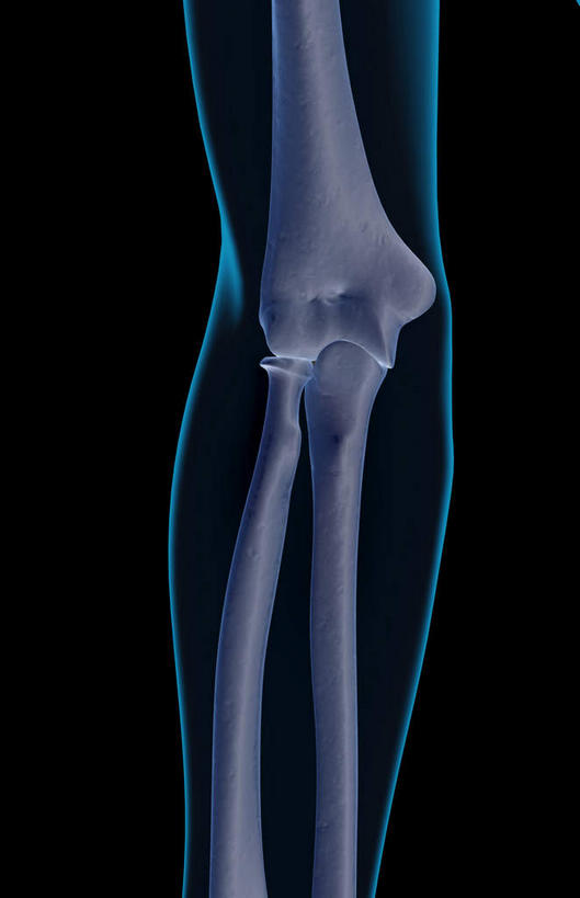 膝关节,动脉,静脉,骨骼,脊椎,无人,竖图,插画,x光片,室内,特写,白天,正面,数码,科技,静物,阴影,黑色背景,辐射,科学,网络,医学,骨头,高光,几何,计算机图形,合成,图画,画,模型,人体,电脑合成图,数码合成图,骨架,医疗,生物学,科学技术,x射线,腿骨,x光,漫画,生理学,写实,具体,具象,腓骨,股骨,胫骨,椎骨,脊椎骨,脊柱,半身,彩图,电磁波,电磁辐射