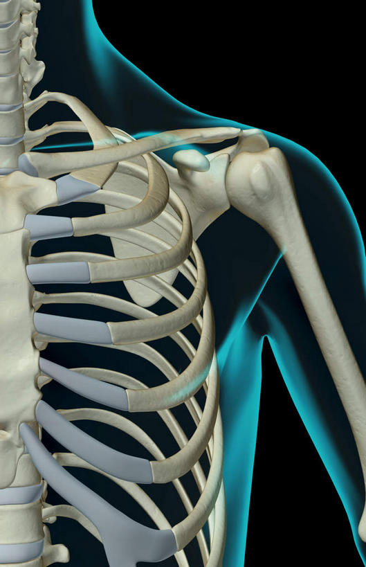 锁骨,肩关节,肩胛骨,脊髓,动脉,静脉,骨骼,肋骨,无人,竖图,插画,x光片,室内,特写,白天,正面,数码,科技,静物,阴影,黑色背景,辐射,科学,网络,医学,线条,骨头,高光,几何,计算机图形,合成,图画,画,模型,人体,轮廓,电脑合成图,数码合成图,骨架,医疗,生物学,科学技术,x射线,x光,漫画,生理学,写实,具体,具象,肱骨,椎骨,脊椎骨,脊柱,彩图,电磁波,电磁辐射