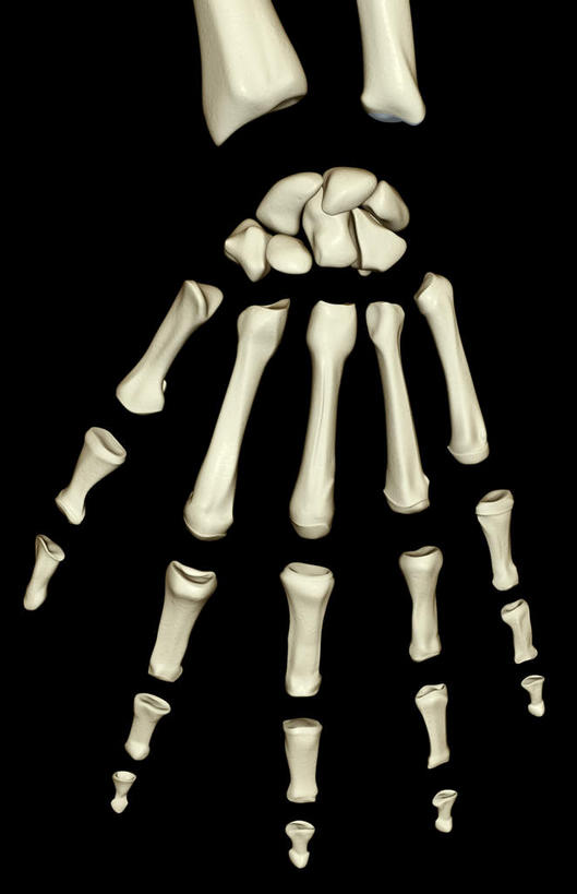 动脉,静脉,骨骼,无人,竖图,插画,x光片,室内,特写,白天,正面,数码,科技,静物,阴影,黑色背景,辐射,科学,网络,医学,骨头,高光,几何,计算机图形,合成,图画,画,模型,人体,电脑合成图,数码合成图,骨架,医疗,生物学,科学技术,x射线,手骨,x光,漫画,生理学,写实,具体,具象,胫骨,指骨,腕关节,彩图,电磁波,电磁辐射