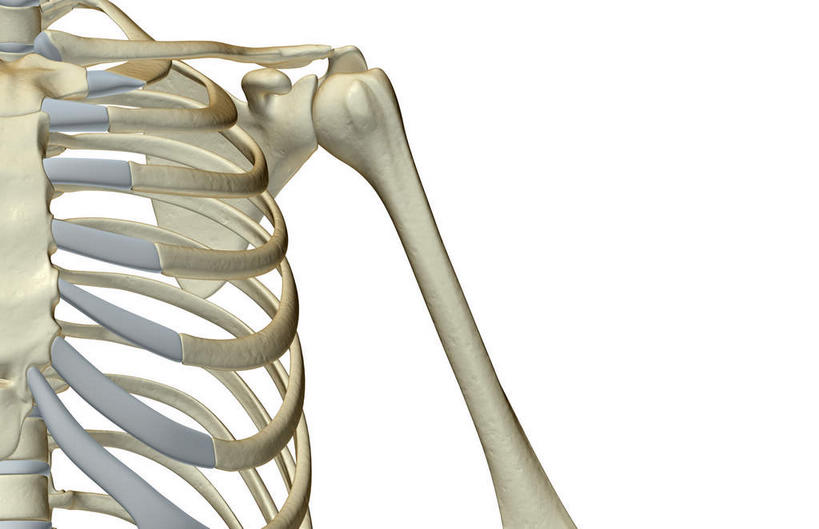 锁骨,肩胛骨,脊髓,动脉,静脉,骨骼,肋骨,无人,横图,插画,x光片,室内,特写,白天,白色背景,正面,数码,科技,静物,阴影,辐射,科学,网络,医学,骨头,高光,几何,计算机图形,合成,图画,画,模型,人体,电脑合成图,数码合成图,骨架,医疗,生物学,科学技术,x射线,x光,漫画,生理学,写实,具体,具象,椎骨,脊椎骨,脊柱,彩图,电磁波,电磁辐射