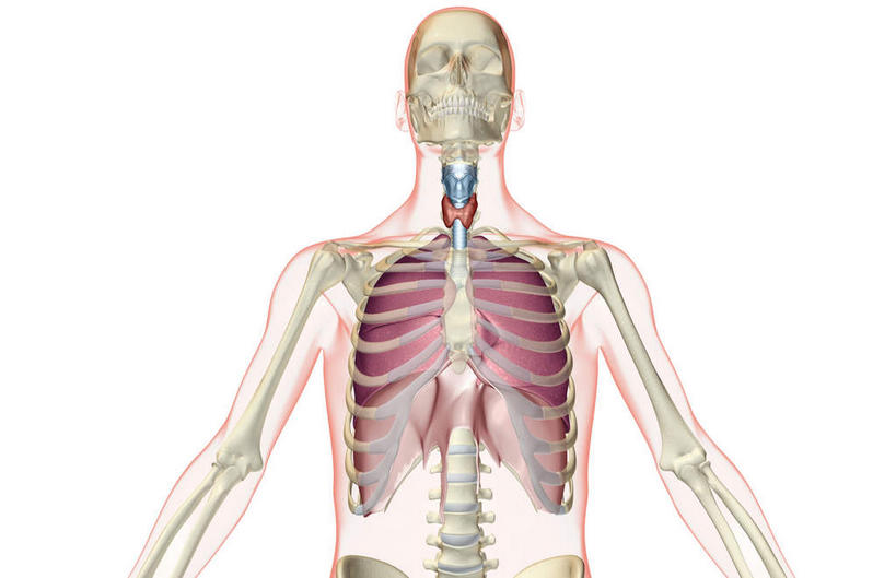 颅骨,肩胛骨,内脏,肺,动脉,静脉,骨骼,肋骨,脊椎,无人,横图,插画,室内,白天,白色背景,正面,数码,科技,静物,阴影,网络,医学,骨头,高光,几何,计算机图形,合成,图画,画,模型,人体,电脑合成图,数码合成图,骨架,生物学,人体器官,器官,漫画,生理学,写实,具体,具象,肱骨,颈椎,桡骨,椎骨,脊椎骨,面颊骨,肺部,肺脏,脊柱,头盖骨,半身,彩图