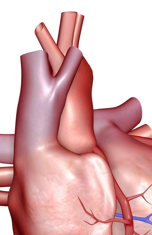 内脏,心脏,动脉,静脉,无人,竖图,插画,室内,白天,白色背景,正面,数码,科技,静物,阴影,网络,医学,高光,几何,计算机图形,合成,图画,画,模型,人体,电脑合成图,数码合成图,生物学,人体器官,器官,漫画,心血管,心房,心室,生理学,写实,具体,具象,心,彩图