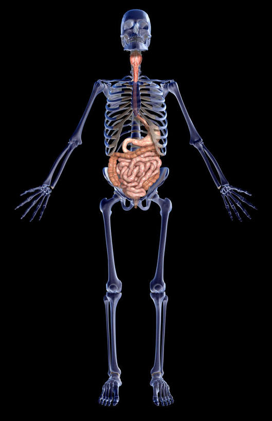 腹部,颅骨,肩胛骨,内脏,胃,肠,动脉,静脉,骨骼,肋骨,骨盆,十二指肠,无人,站,竖图,插画,室内,白天,正面,数码,科技,静物,阴影,黑色背景,网络,医学,骨头,高光,几何,计算机图形,合成,图画,画,模型,站着,人体,电脑合成图,数码合成图,骨架,生物学,人体器官,器官,漫画,生理学,写实,具体,具象,消化道,大肠,盲肠,头盖骨,小肠,直肠,胃部,站立,彩图,全身