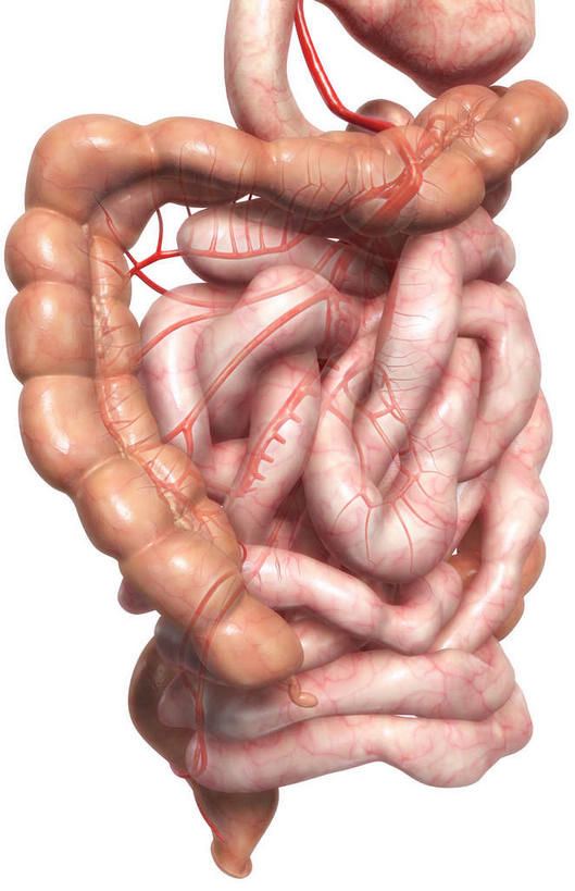 内脏,肠,动脉,静脉,肛门,十二指肠,无人,竖图,插画,室内,白天,白色背景,正面,数码,科技,静物,阴影,网络,医学,高光,几何,计算机图形,合成,图画,画,模型,人体,电脑合成图,数码合成图,生物学,人体器官,器官,漫画,生理学,写实,具体,具象,横结肠,回肠,空肠,升结肠,大肠,盲肠,小肠,直肠,彩图