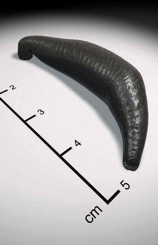 无人,竖图,俯视,插画,室内,白天,白色背景,数码,科技,阴影,网络,测量,数字,刻度,高光,几何,计算机图形,合成,图画,画,一个,单个,测量工具,电脑合成图,数码合成图,衡量,水生动物,水生物,漫画,比例,测绘,写实,具体,具象,量具,量仪,蚂蟥,水蛭,医用水蛭,彩图,高角度拍摄