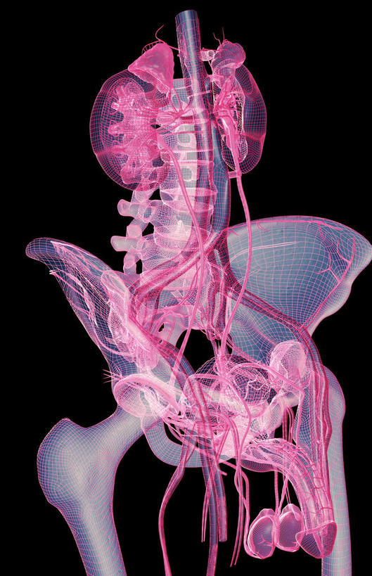 膀胱,阴茎,睾丸,阴囊,无人,竖图,插画,室内,白天,正面,数码,科技,静物,阴影,黑色背景,网络,医学,高光,几何,计算机图形,合成,图画,画,人体,电脑合成图,数码合成图,生物学,漫画,泌尿系统,前列腺,输尿管,生理学,写实,具体,具象,肾上腺,肾动脉,下腔静脉,彩图,生殖器官