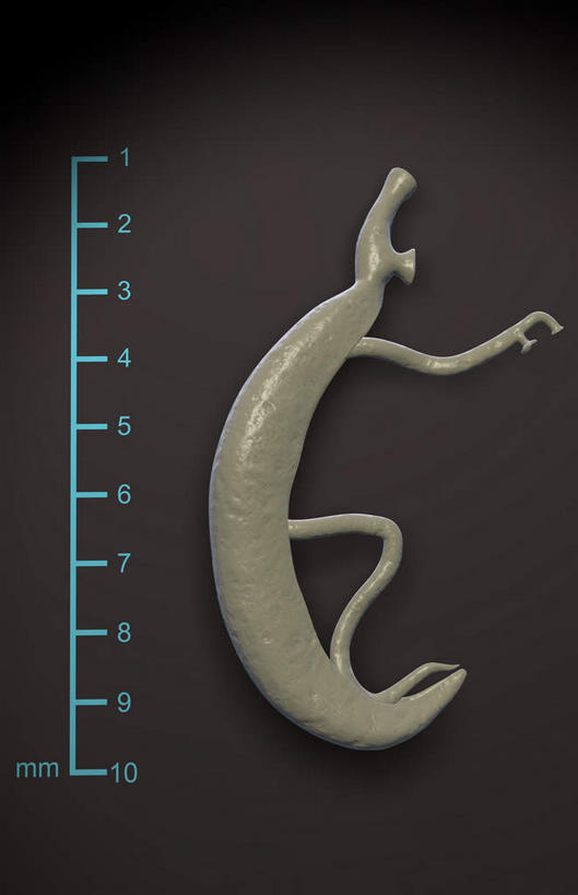 无人,竖图,插画,室内,特写,白天,正面,数码,科技,静物,一条,阴影,微小,网络,细菌,测量,刻度,高光,几何,计算机图形,合成,图画,画,动物,尺,测量工具,电脑合成图,数码合成图,尺子,衡量,漫画,比例,病菌,写实,具体,具象,量具,量仪,标度,传染,寄生,寄生虫,血吸虫,裂体吸虫,扁形动物,彩图,微弱