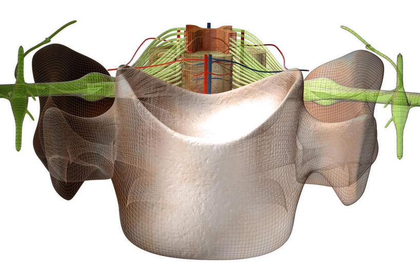 脊椎,无人,横图,插画,室内,白天,白色背景,正面,数码,科技,静物,阴影,网络,医学,高光,几何,计算机图形,合成,图画,画,一个,人体,单个,电脑合成图,数码合成图,生物学,漫画,生理学,写实,具体,具象,背根神经节,脊椎骨,腹根神经,软脑膜,硬膜,脊柱,彩图