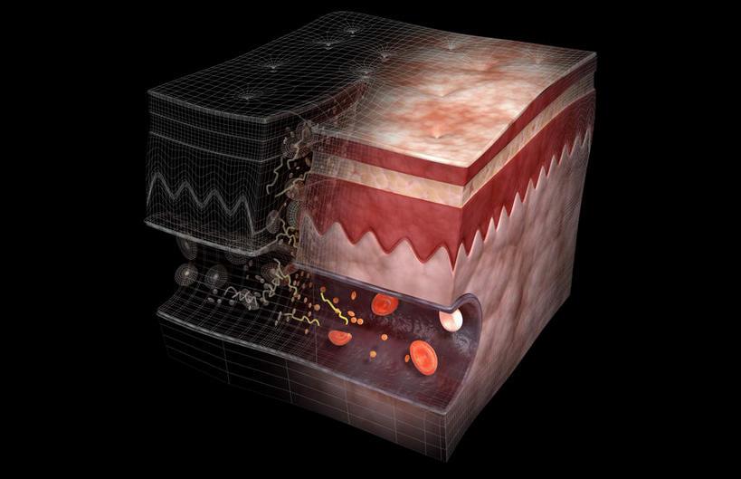 无人,横图,插画,室内,白天,正面,数码,科技,静物,阴影,黑色背景,网络,医学,细胞,高光,几何,计算机图形,合成,图画,画,人体,皮肤,电脑合成图,数码合成图,生物学,血细胞,血小板,表皮,漫画,真皮,生理学,写实,具体,具象,纤维素,彩图