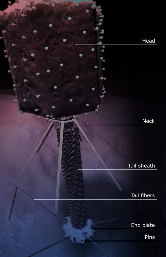 无人,竖图,插画,室内,白天,正面,数码,科技,静物,阴影,黑色背景,网络,细菌,医学,英文,标志,文字,字符,字母,高光,几何,计算机图形,合成,图画,标识,画,解说,人体,说明,英文字母,电脑合成图,数码合成图,病毒,生物学,漫画,生理学,写实,具体,具象,阐明,申明,注解,注明,噬菌体,彩图