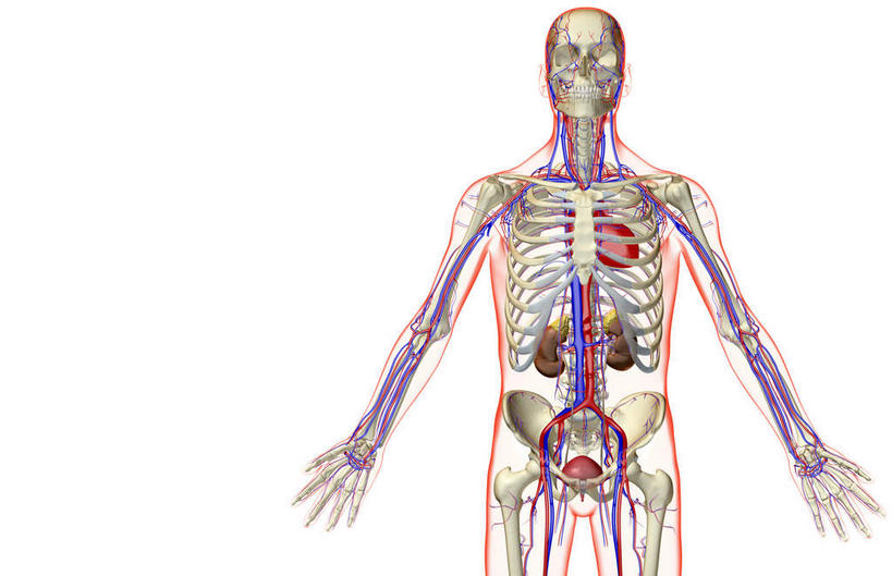 颅骨,内脏,心脏,肝脏,肾脏,骨盆,血管,无人,横图,插画,室内,白天,白色背景,正面,数码,科技,静物,阴影,网络,医学,头骨,高光,几何,计算机图形,合成,图画,画,一个,人体,单个,电脑合成图,数码合成图,生物学,器官,盆骨,漫画,心血管,心房,心室,生理学,写实,具体,具象,血脉,肝,头盖骨,心,半身,彩图