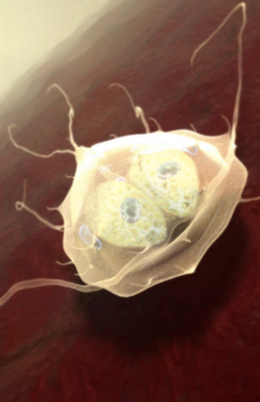 无人,竖图,插画,室内,白天,正面,数码,科技,静物,阴影,微小,网络,细菌,医学,高光,几何,计算机图形,合成,图画,画,动物,人体,电脑合成图,数码合成图,生物学,漫画,病菌,生理学,写实,具体,具象,传染,寄生,寄生虫,贾第虫,贾第虫病,寄生虫病,彩图,微弱